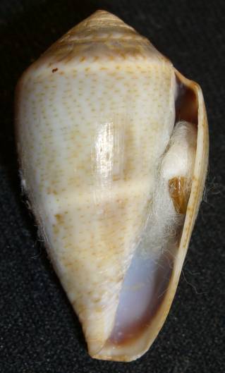 Conus mediterraneus cfr. vayssieri