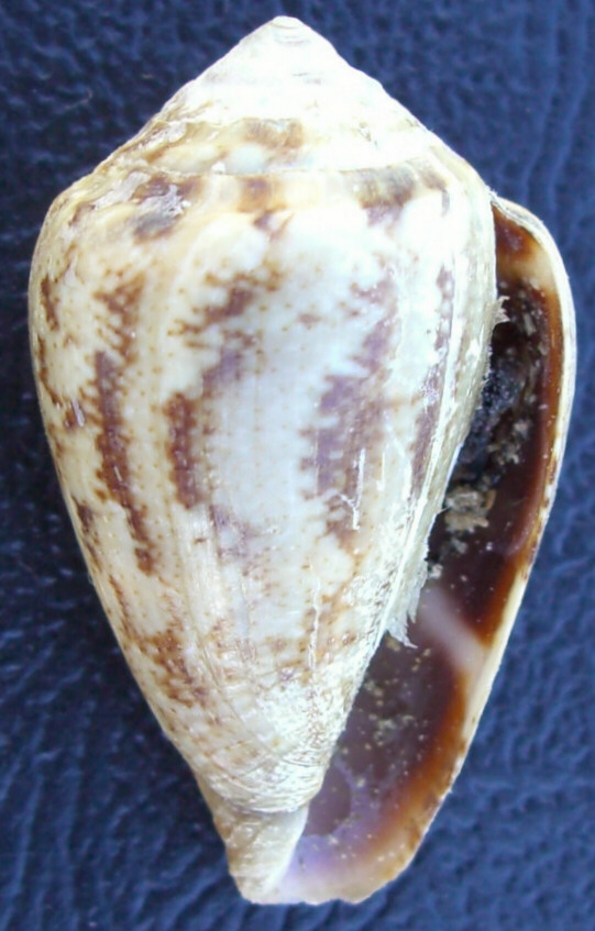 Conus mediterraneus cfr. vayssieri