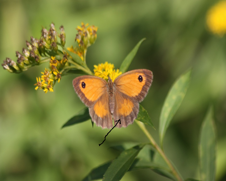 Pyronia tithonus??