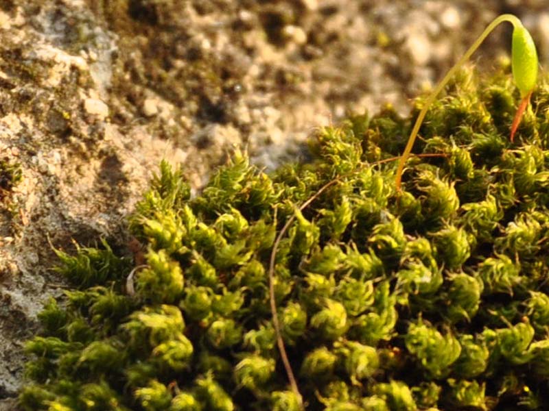 Si pu� identificare questo muschio?