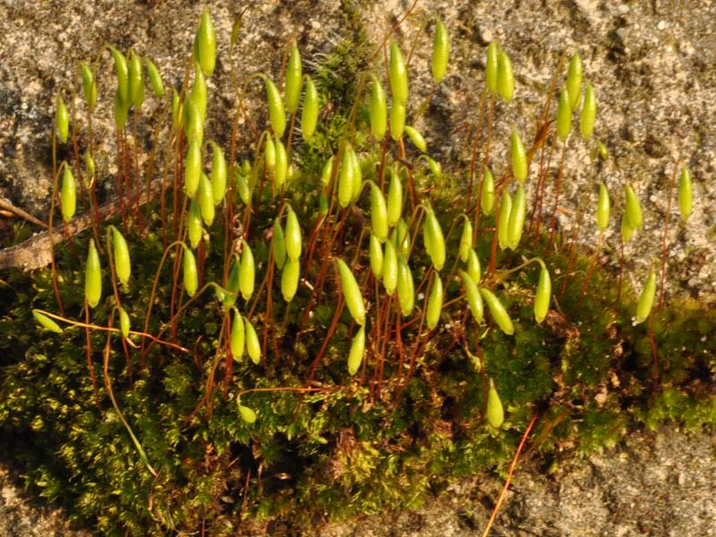 Si pu� identificare questo muschio?