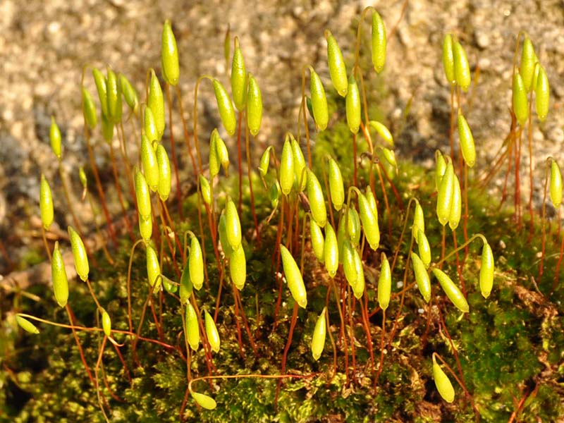 Si pu� identificare questo muschio?