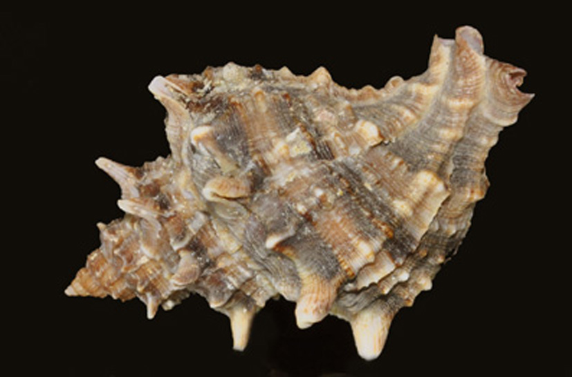 Murex truculus....