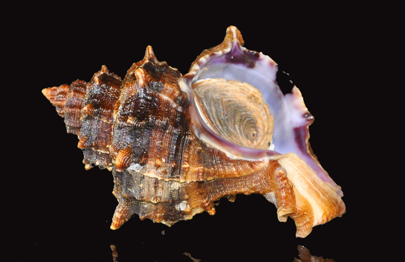 Murex truculus&hellip;. , Natura Mediterraneo Forum Naturalistico