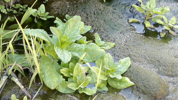 Epilobium sp.