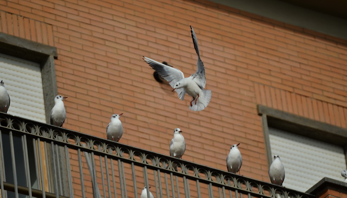 Avifauna humor