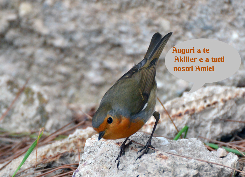 Avifauna humor