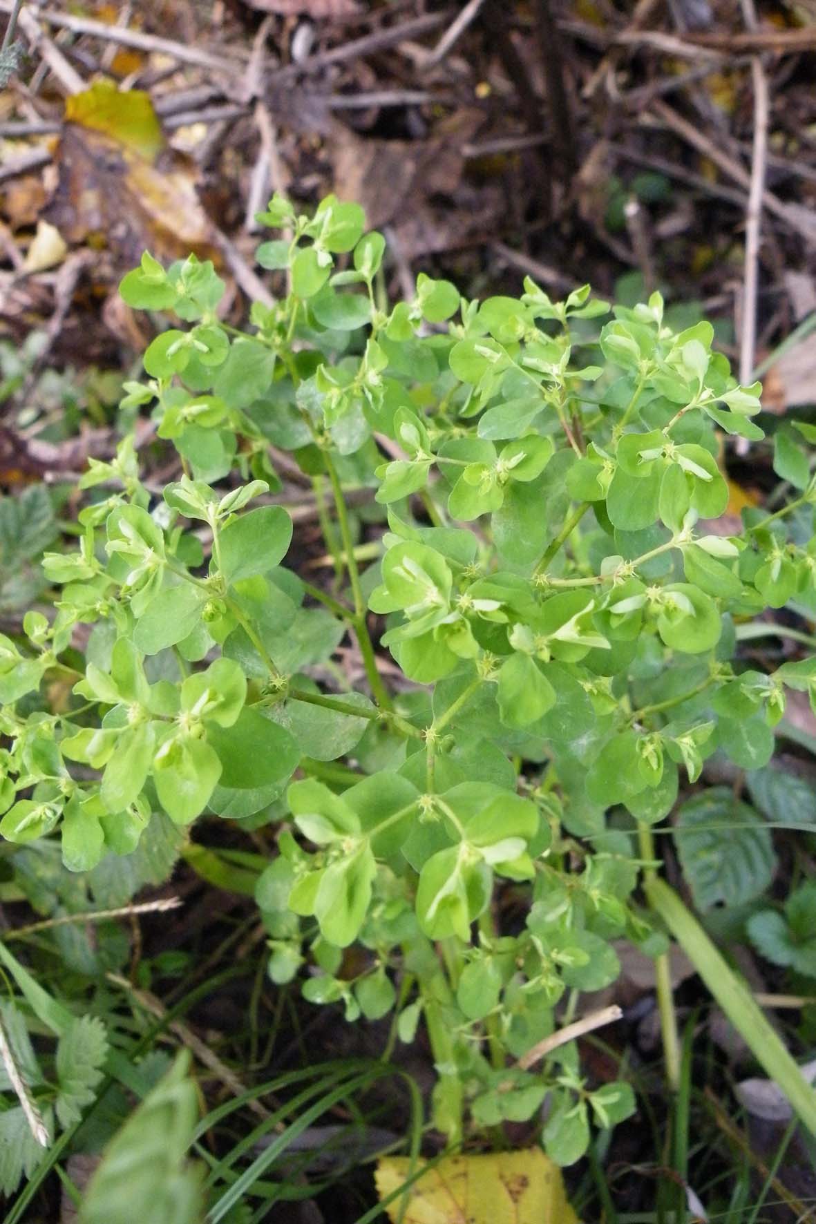 Euphorbia peplus