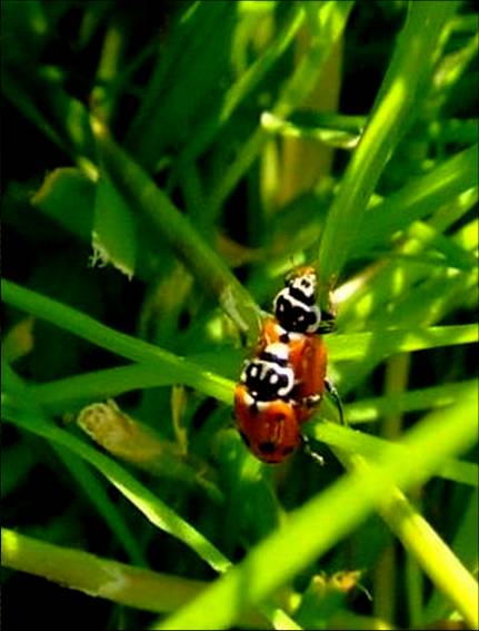 Hippodamia variegata