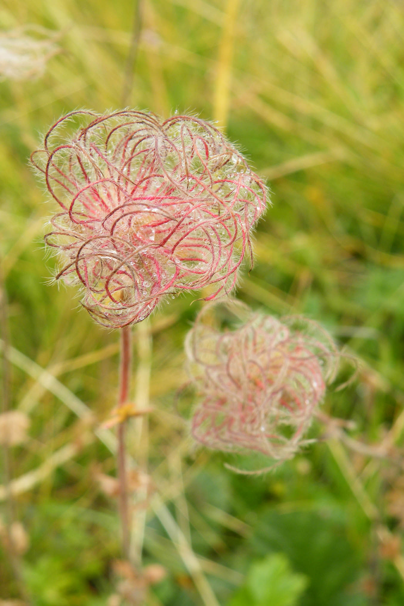 Frutto di Geum montanum