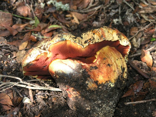Boletus luteocupreus???