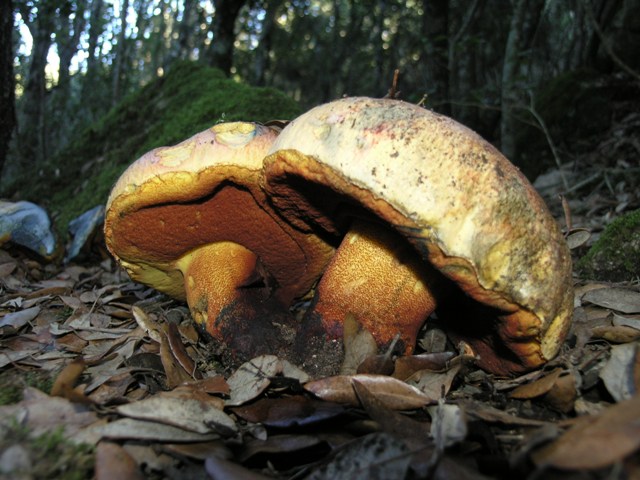 Boletus luteocupreus???