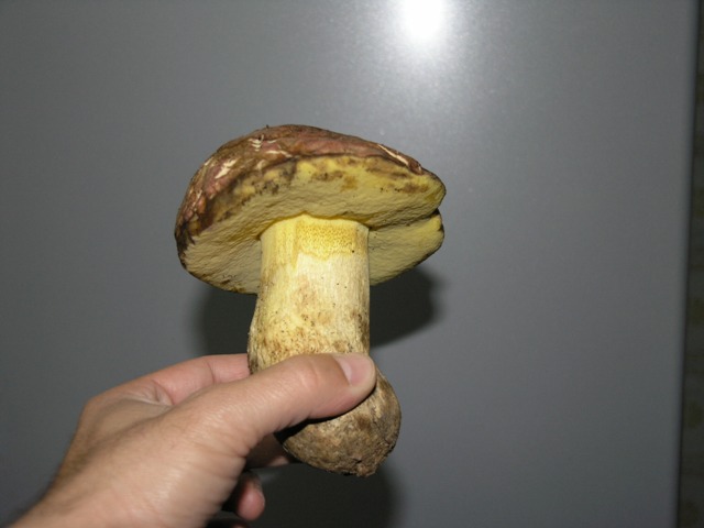Boletus... pseudoregius??