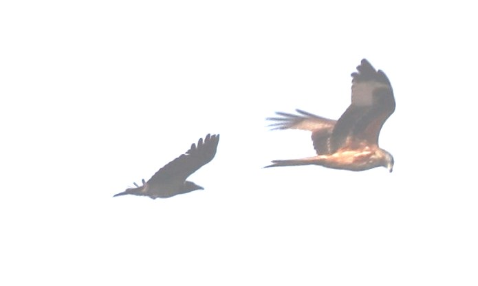 Aiuto/conferma identificazione nel Cremasco