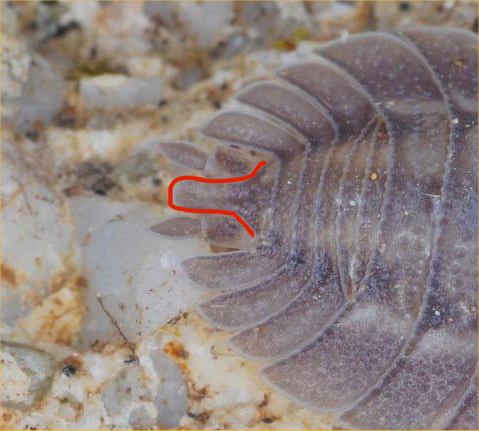 Porcellio dilatatus