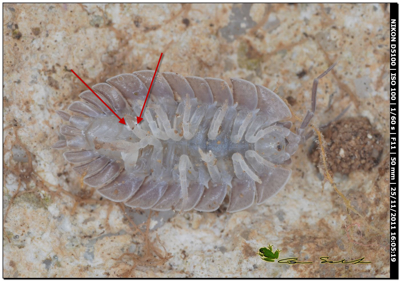 Porcellio dilatatus