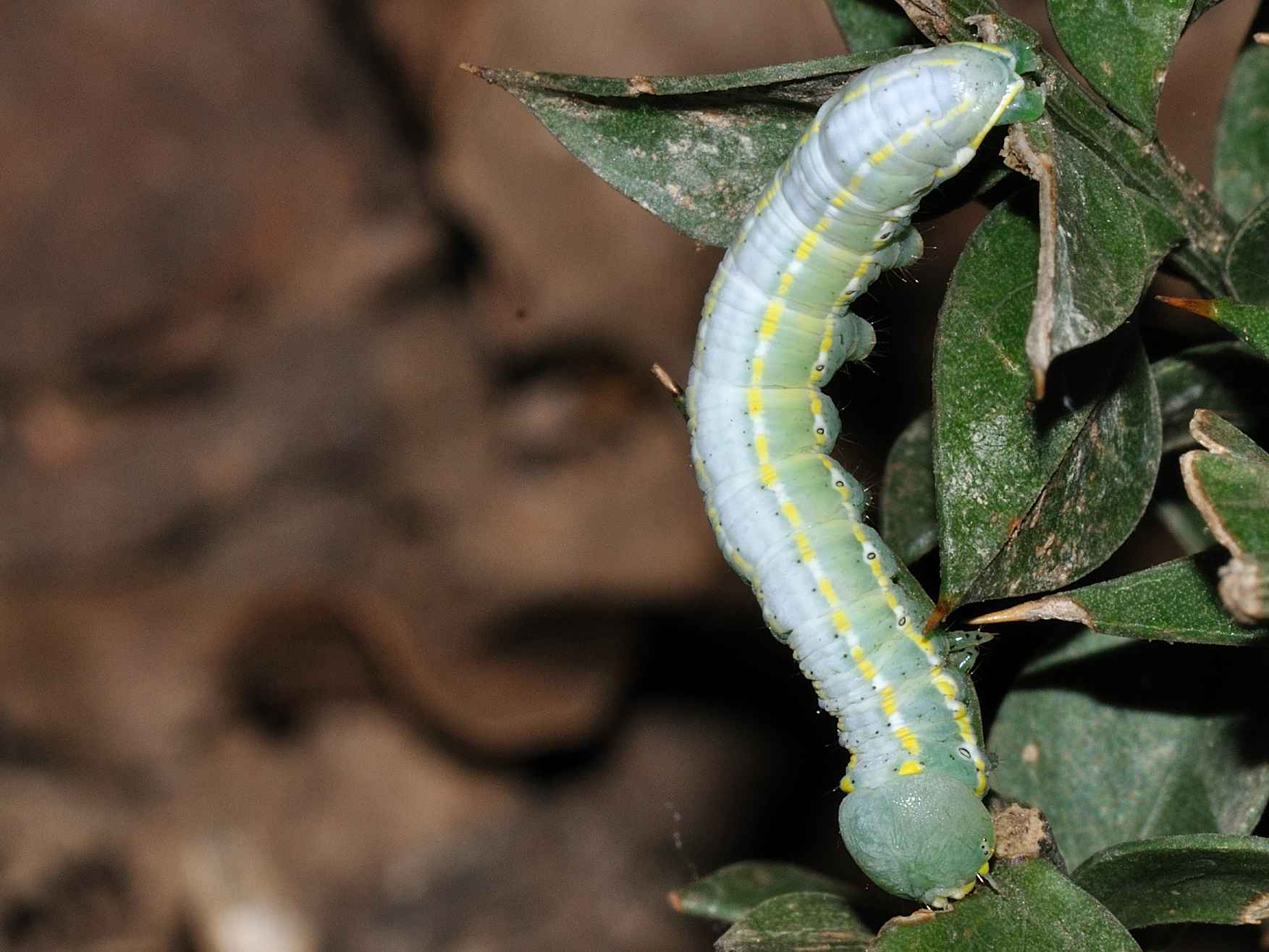 ID Bruco - Drymonia ruficornis