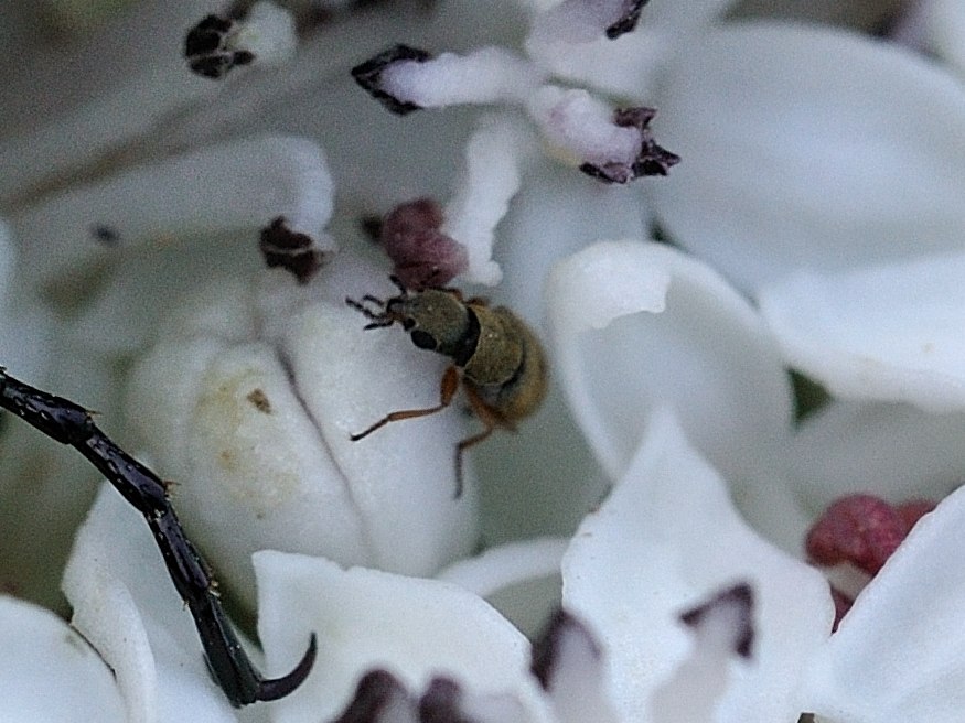 Cetonia aurata e company