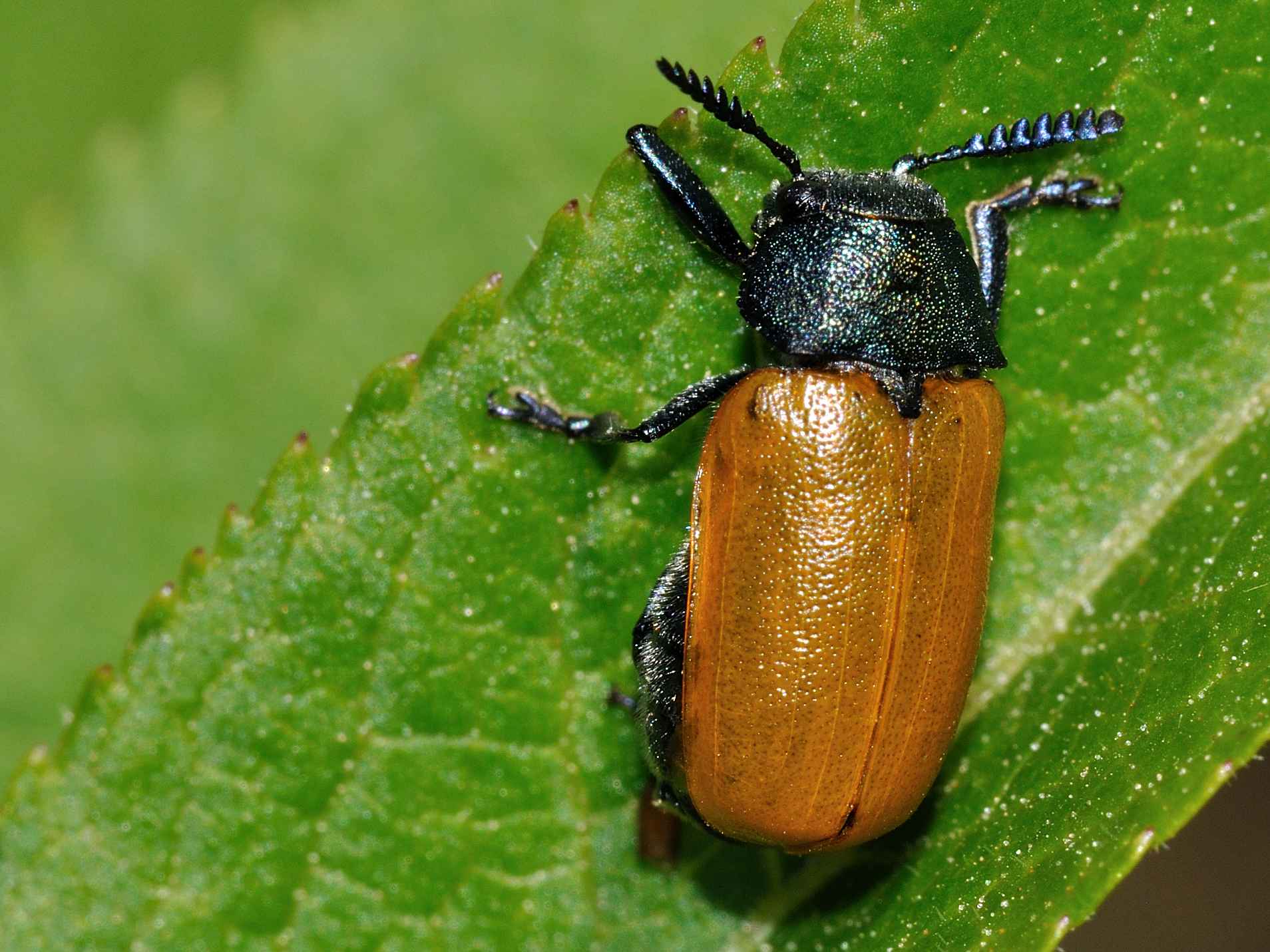 femmina di Labidostomis taxicornis in deposizione