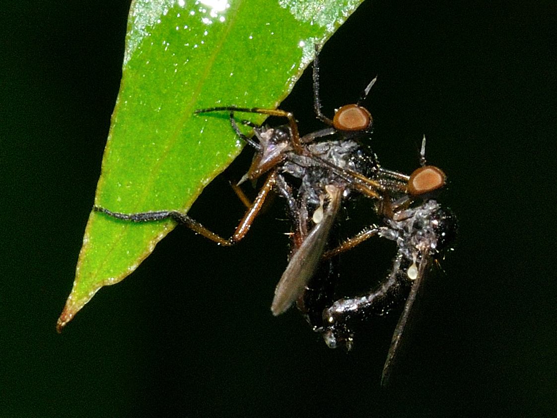 Rhamphomyia sp. (Empididae)