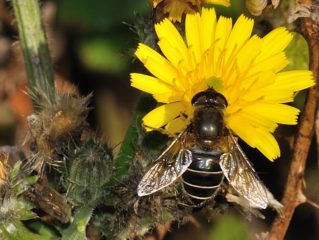 ID Syrphidae