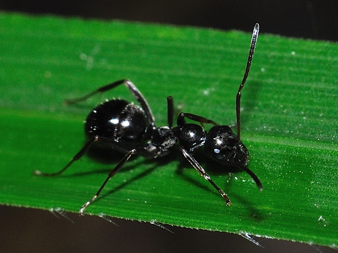 Formica cfr gagates, Camponotus aethiops e C. marginatus