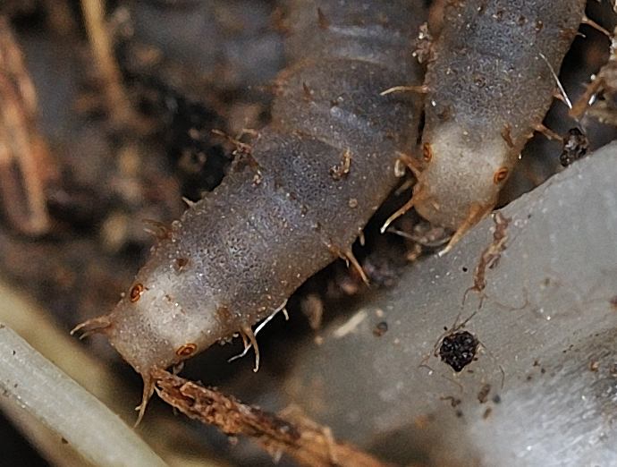 Larve... coi baffi ! larva di Bibionidae:Bibio sp