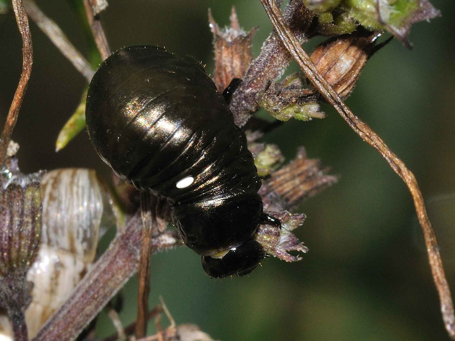 Larva di Timarcha parassitata