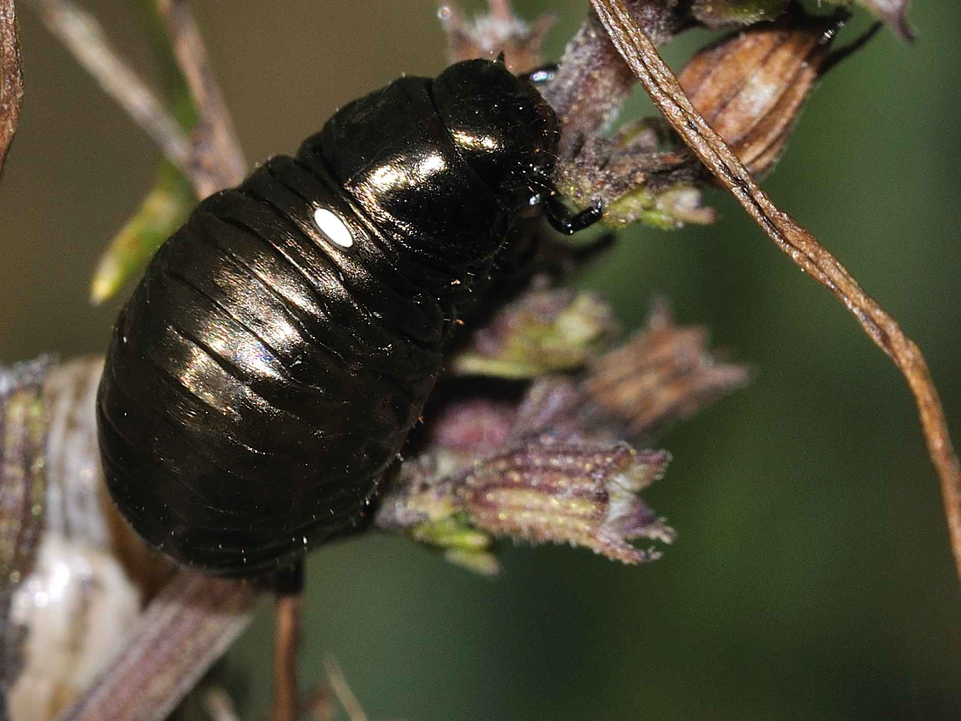 Larva di Timarcha parassitata