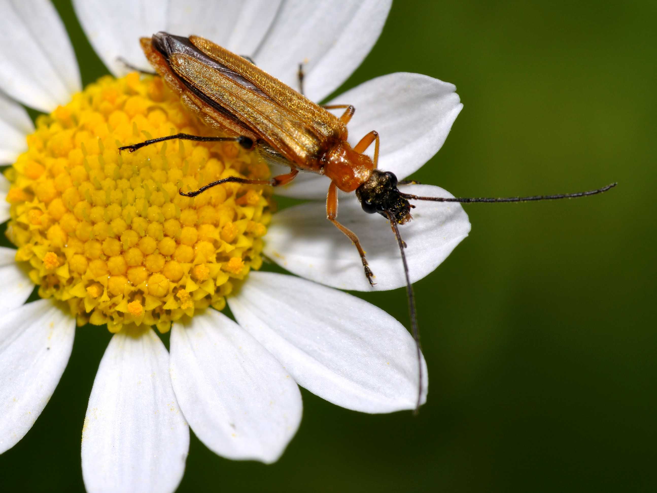 Oedemera podagrariae