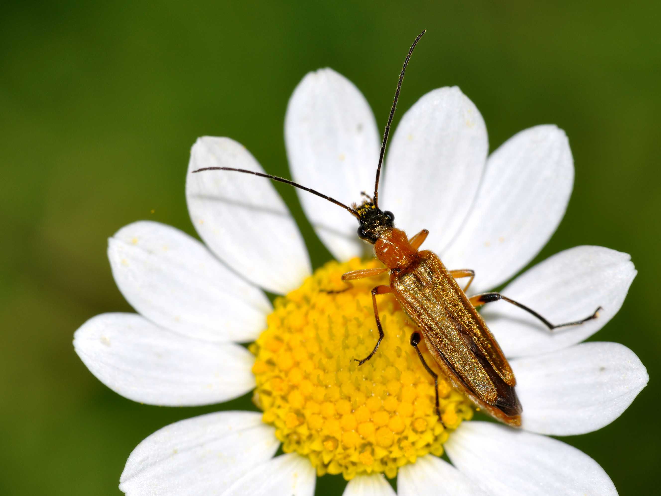 Oedemera podagrariae