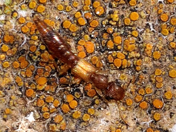 Staphylinidae: possibile Astenus sp.