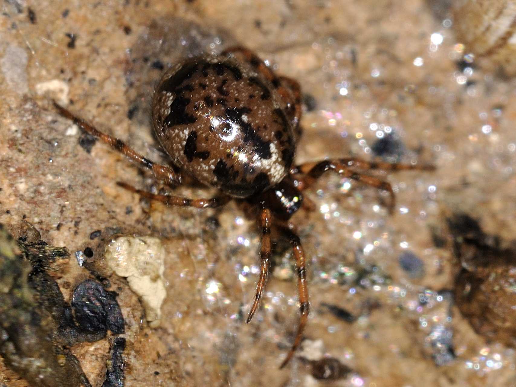 Enoplognatha sp.; Euryopis sp.