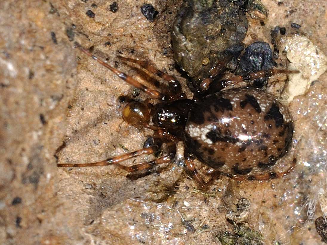 Enoplognatha sp.; Euryopis sp.