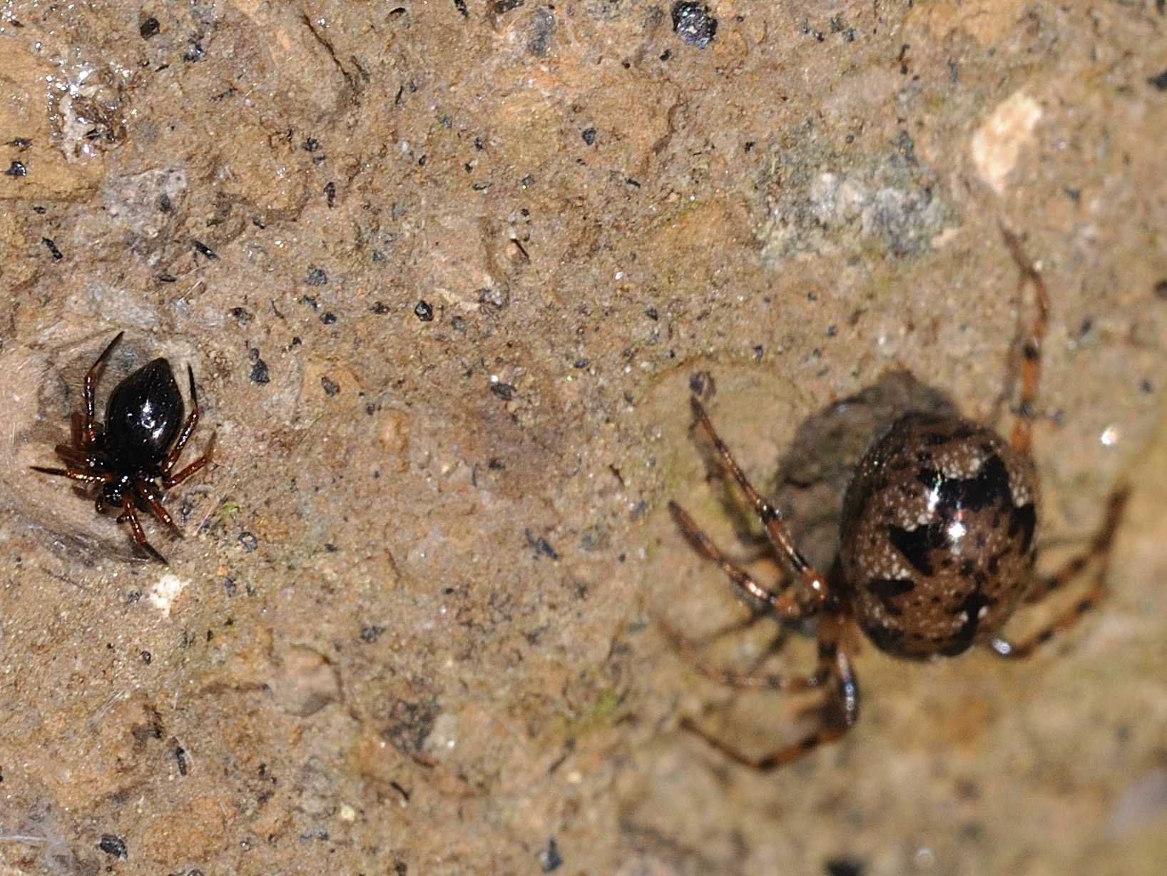 Enoplognatha sp.; Euryopis sp.