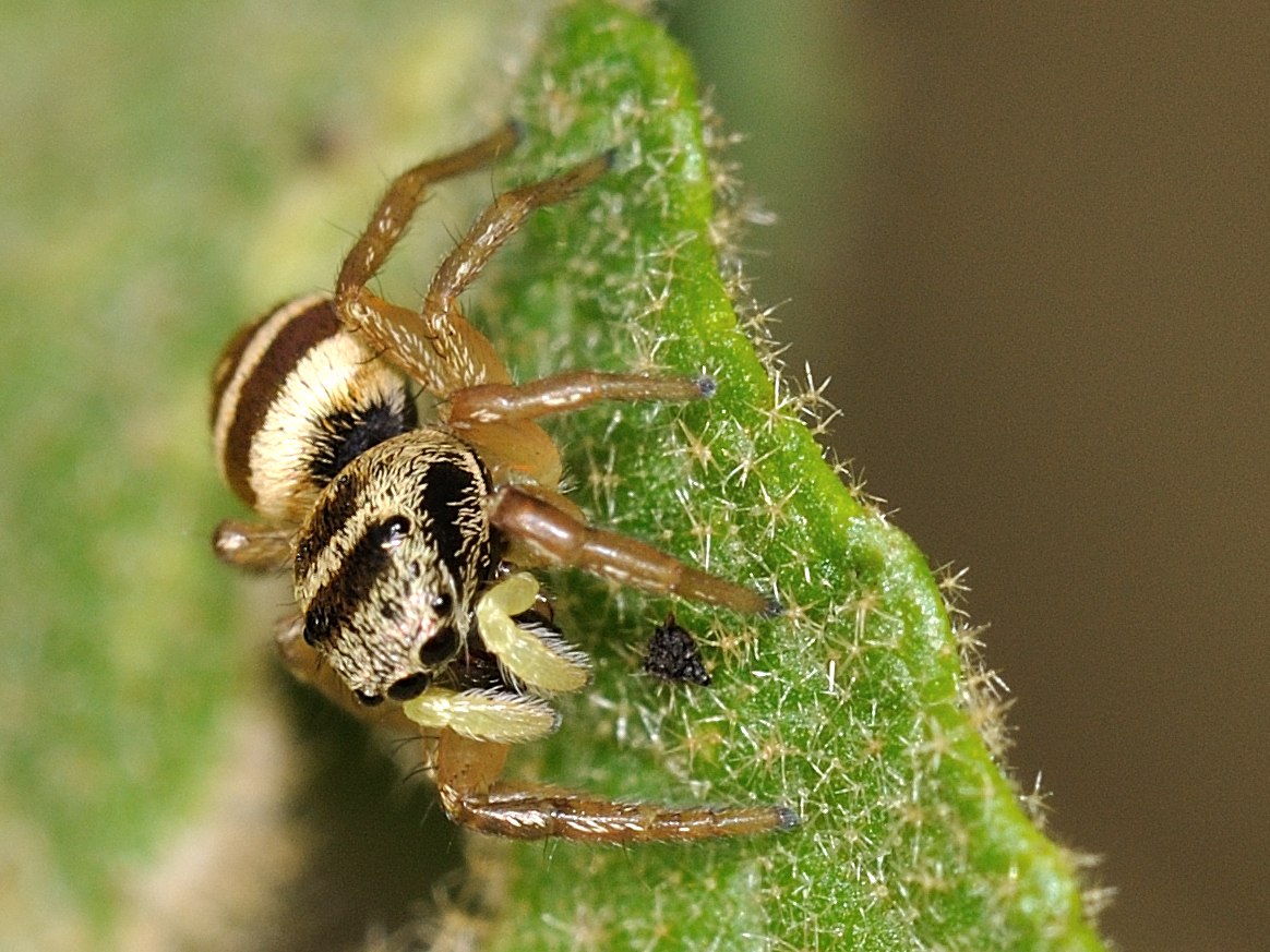 Heliophanus sp.