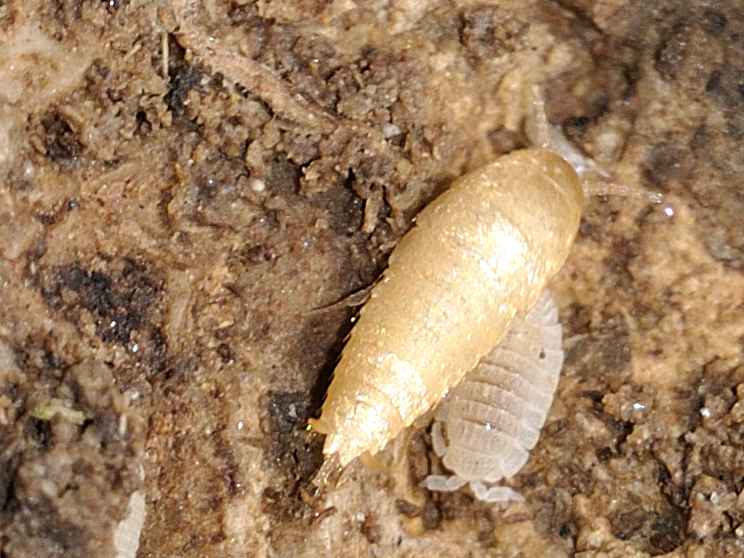 Mix zigentomi & collemboli: Atelura formicaria e Cyphoderus sp.