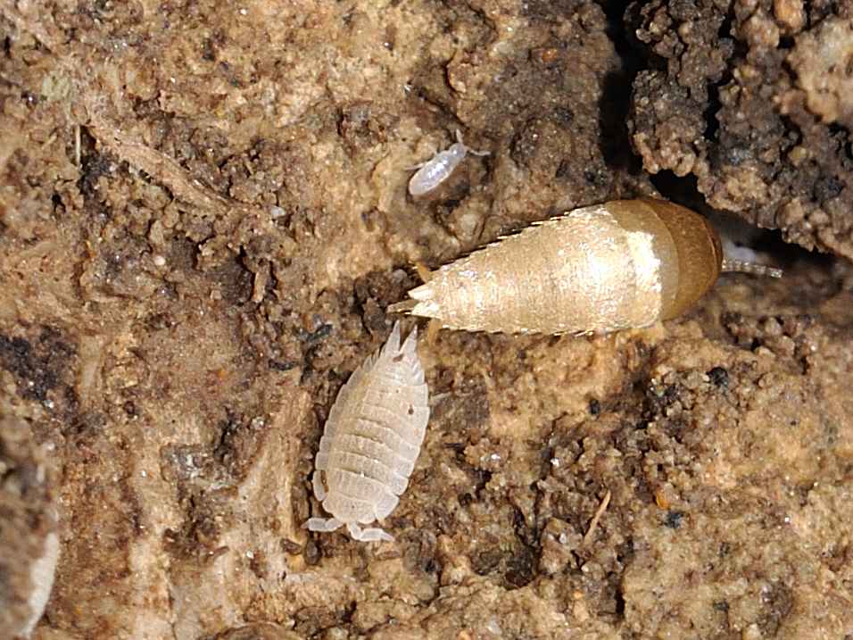 Mix zigentomi & collemboli: Atelura formicaria e Cyphoderus sp.