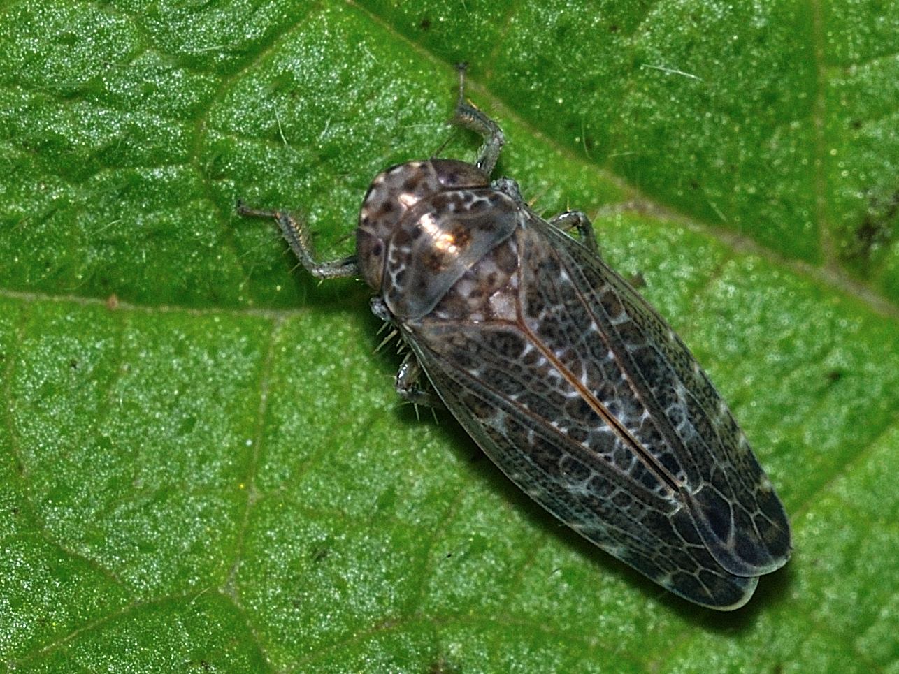 Deltocephalinae - Allygidius sp. ?