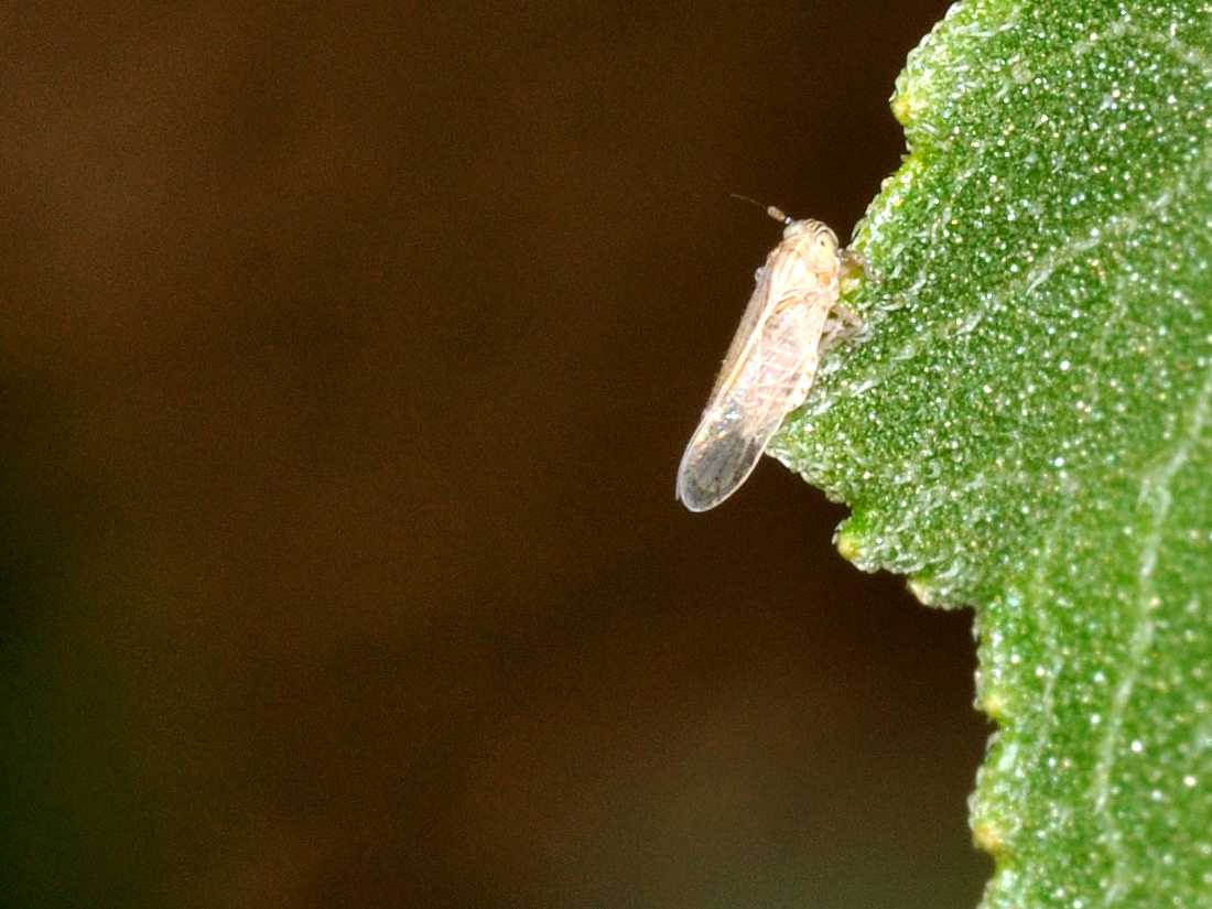 Homoptera quale?.....Delphacidae sp. Lazio