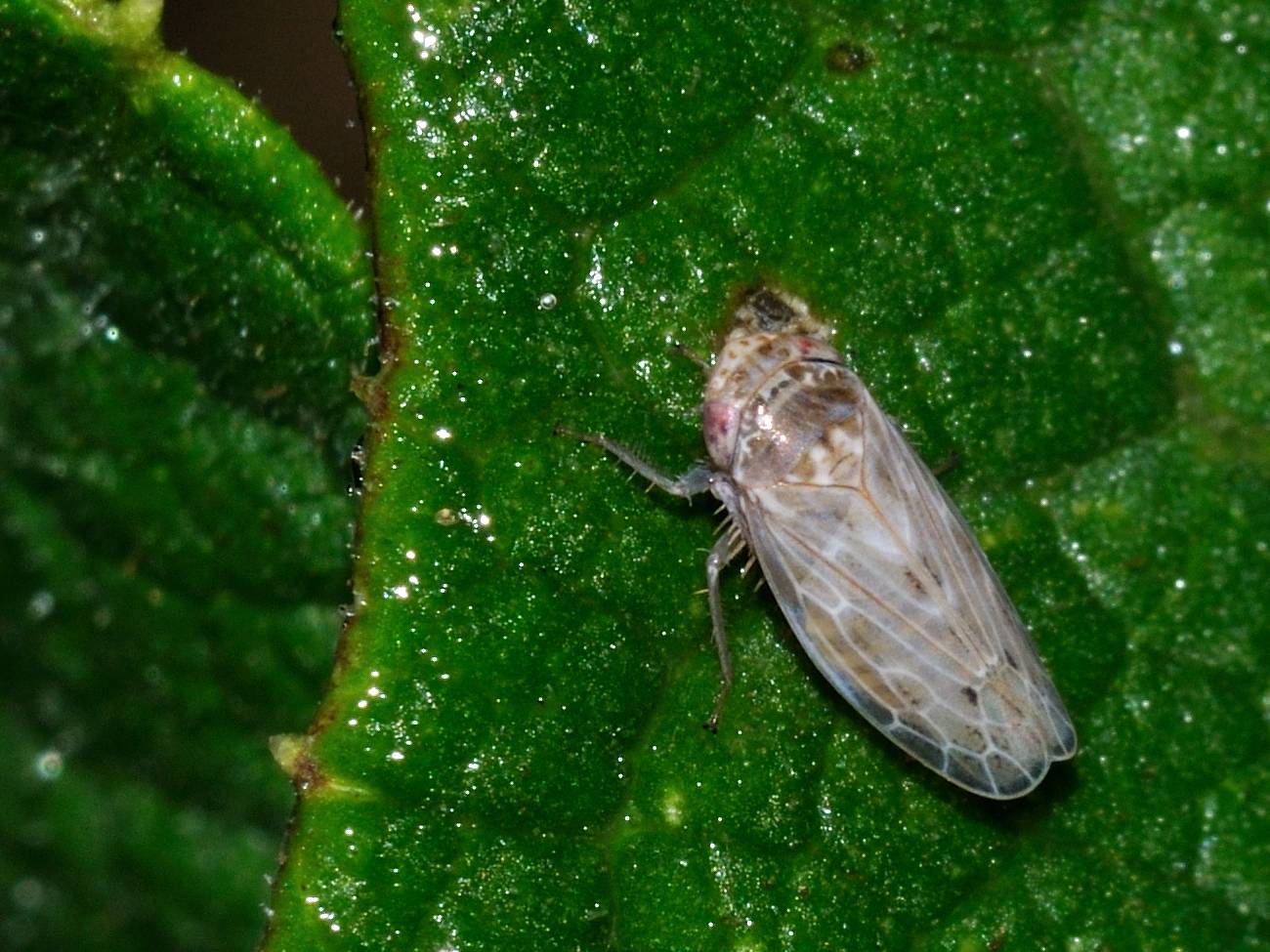 Cicadellidae Deltocephalinae....s, Euscelis sp.