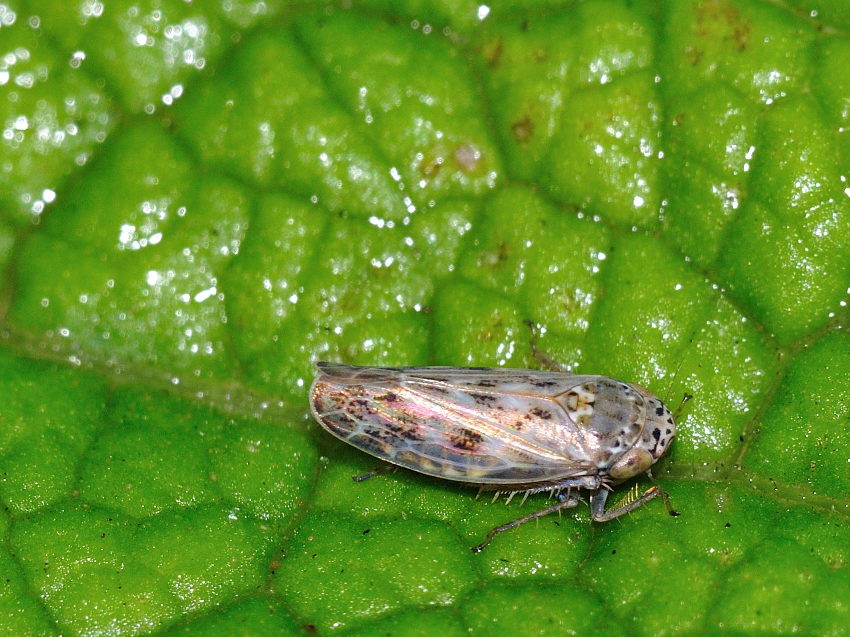 Cicadellidae Deltocephalinae....s, Euscelis sp.
