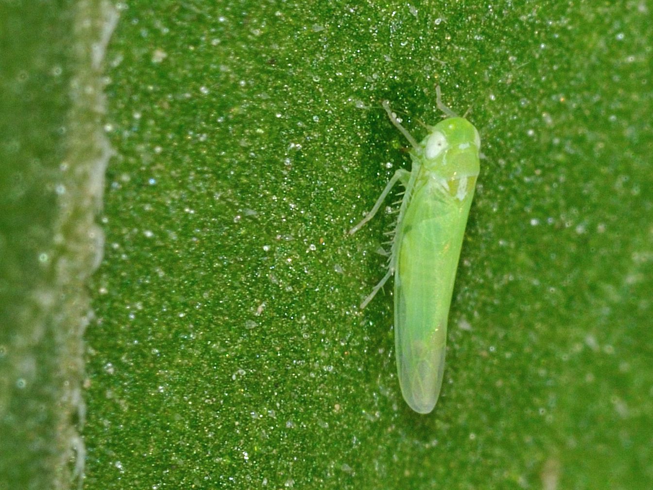 Cicadellidae Typhlocybinae...Empoasca sp. Lazio