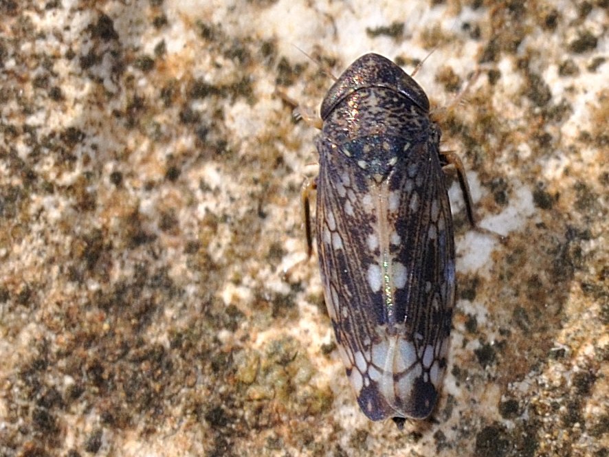 ID Cicadellidae: Neoaliturus fenestratus