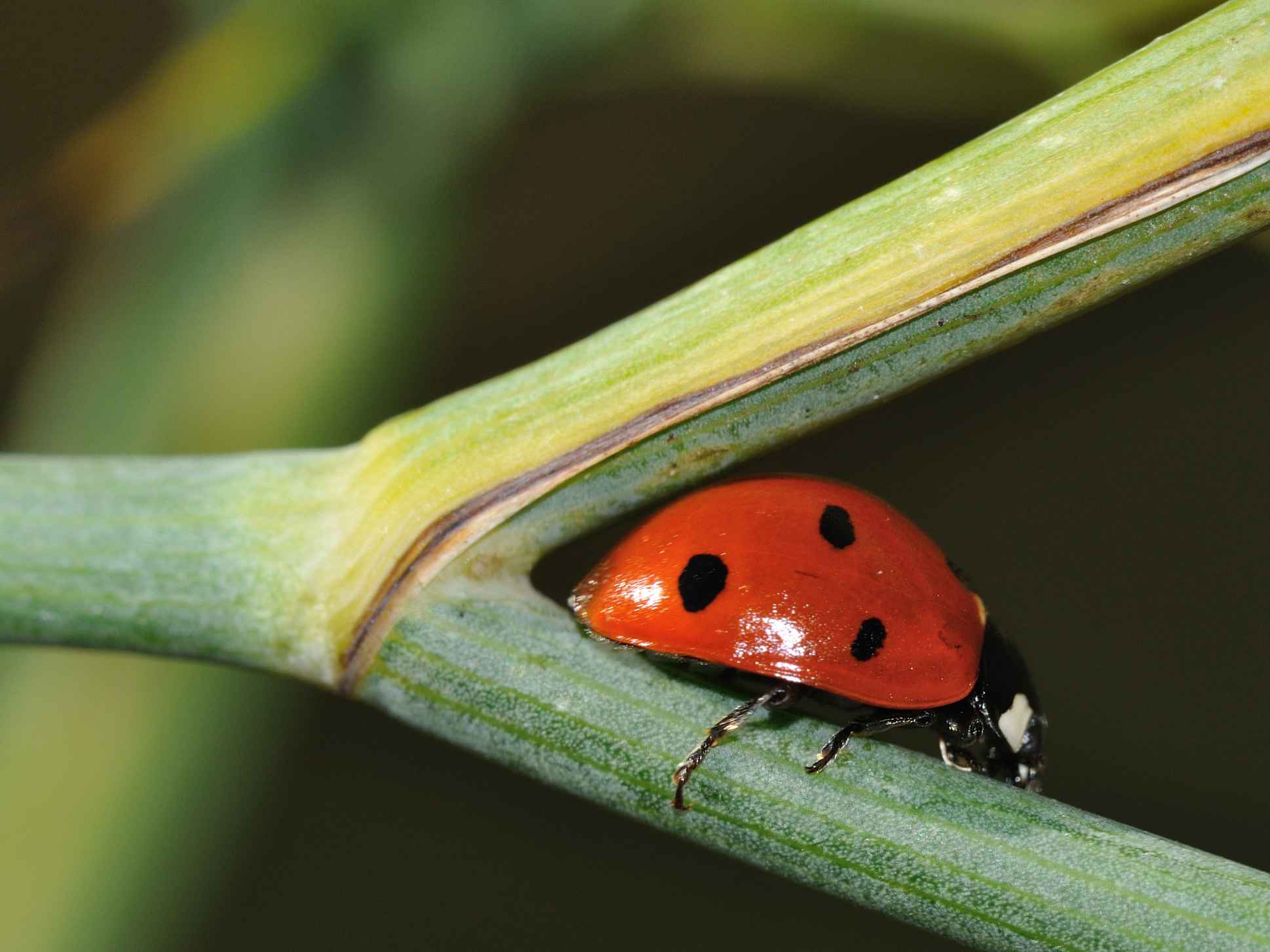 Coccinella septempunctata