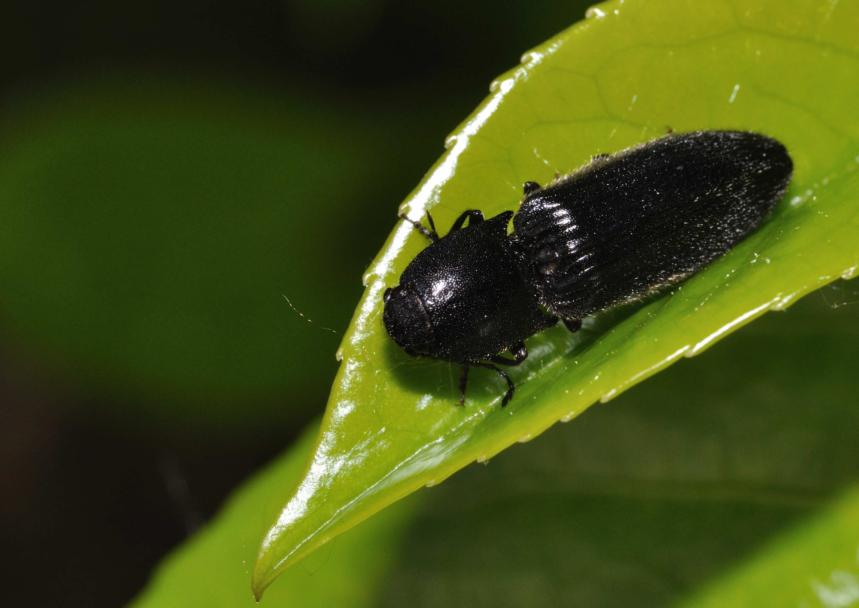 Elateridae - Hemicrepidius hirtus