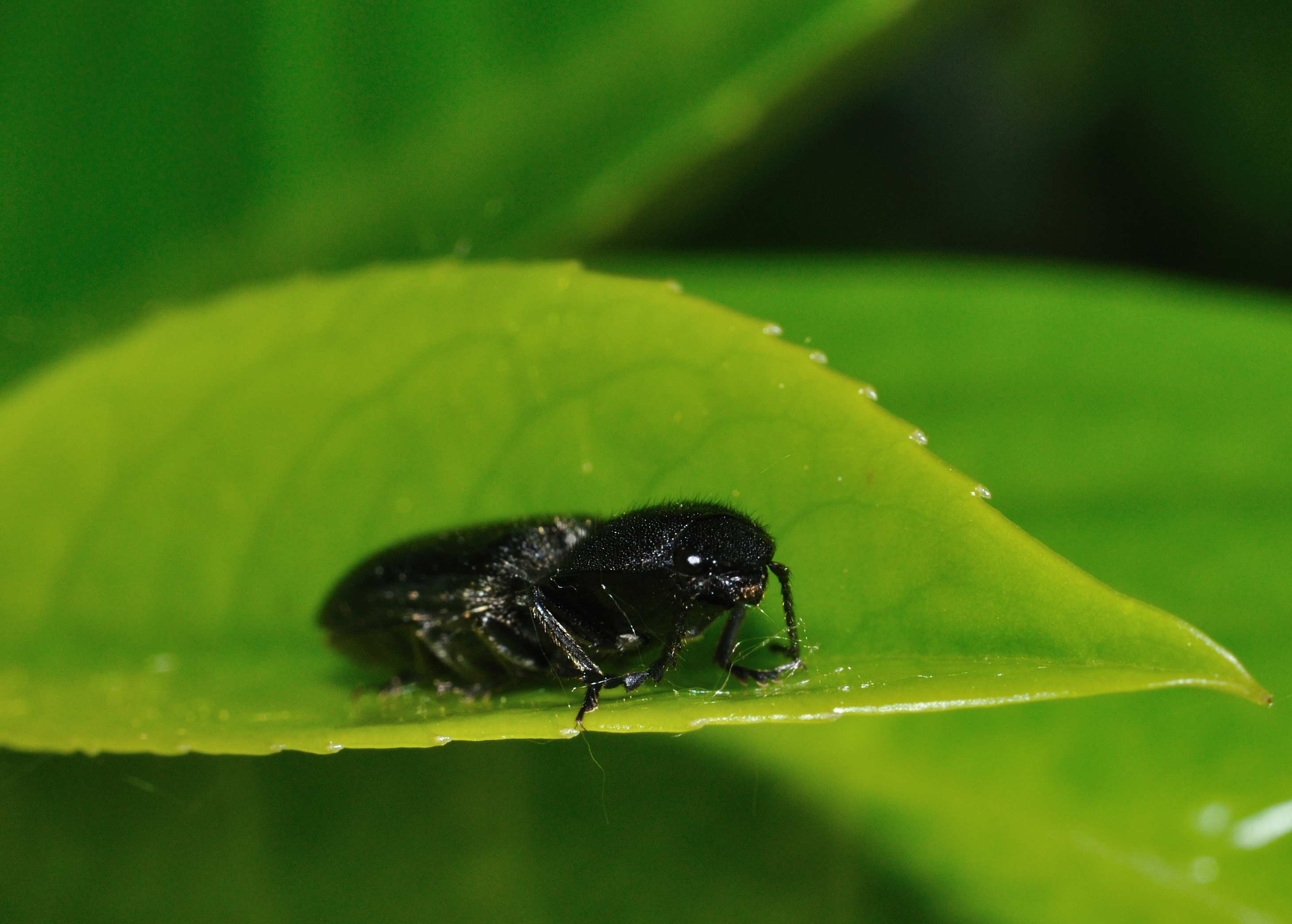 Elateridae - Hemicrepidius hirtus
