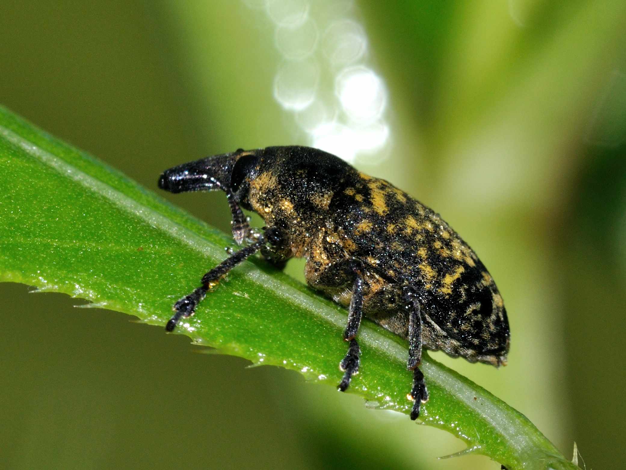 Larinus sp.