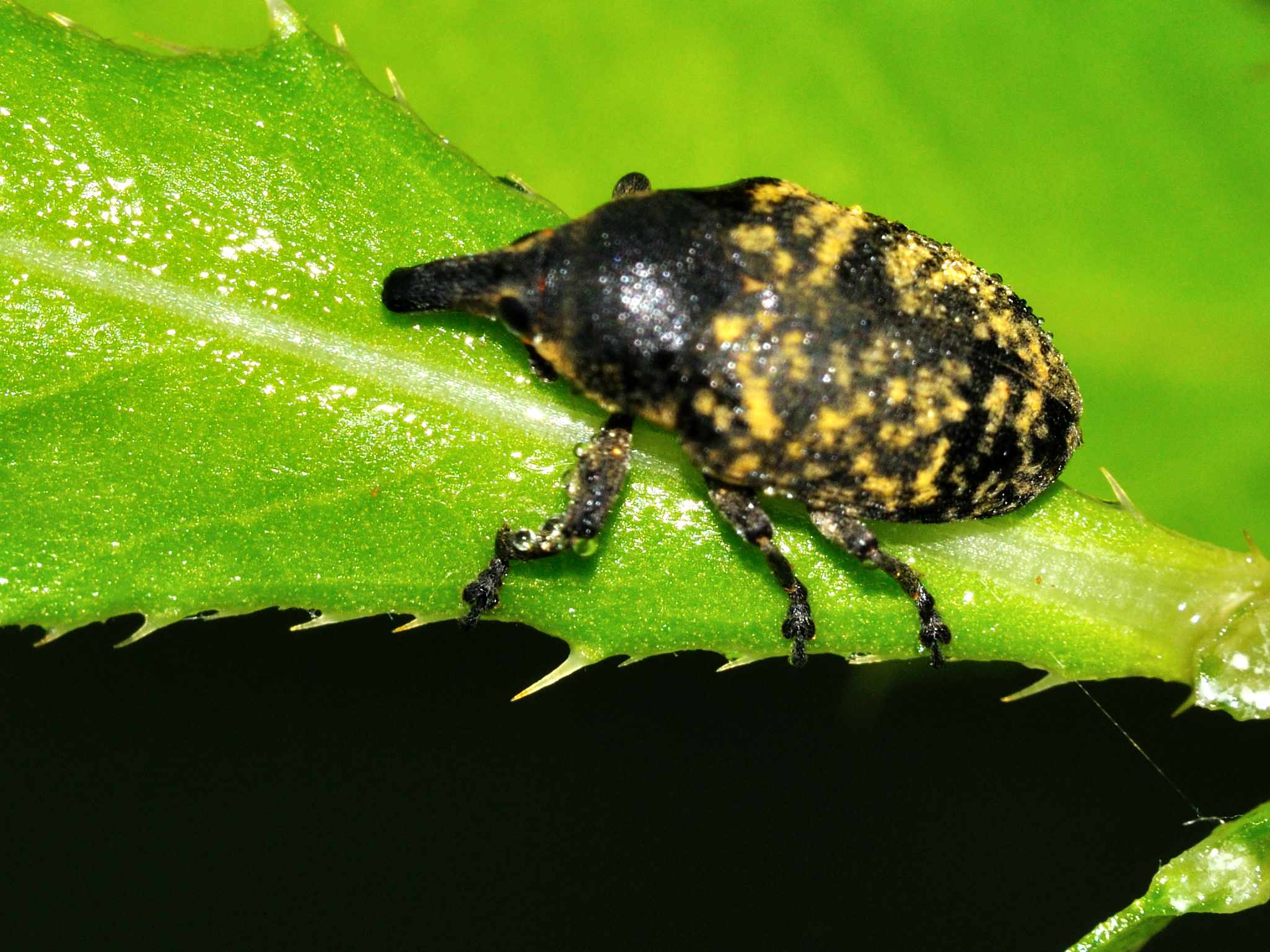 Larinus sp.