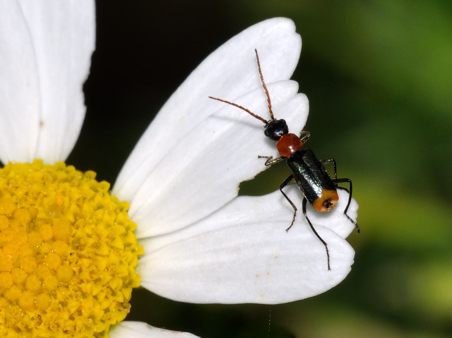 ID Coleoptera: Axinotarsus cf. ruficollis